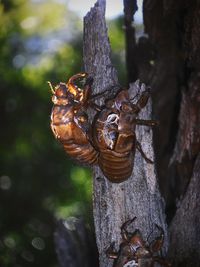 Close-up of tree trunk