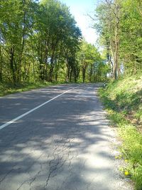 Empty road along trees