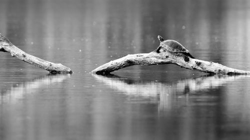 Close-up of lizard on wood in lake