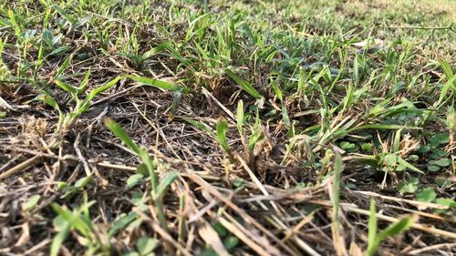 Close-up of grass growing on field