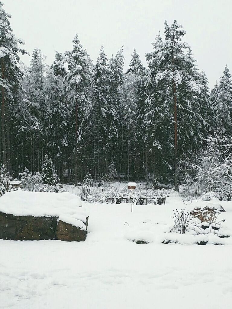 TREES ON SNOW AGAINST SKY