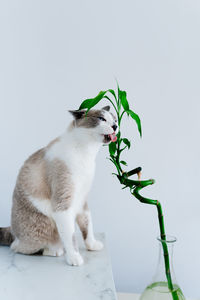 Light gray cat eating houseplant. minimalist photo of domestic cat chewing bamboo. 