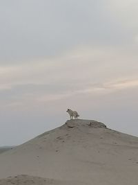 Seagull on a beach