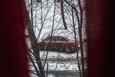 Bare trees seen through window during winter