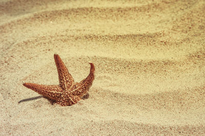 Close-up of lizard on the beach
