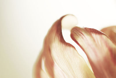 Close-up of flower over white background