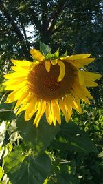 Close-up of fresh sunflower blooming in park