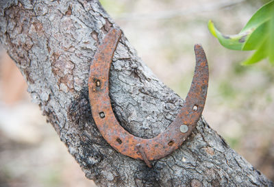 Close-up of rusty chain on tree trunk