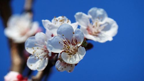 Close-up of white flowers