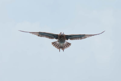 flying