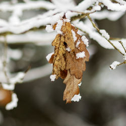 Close-up of frozen plant during winter