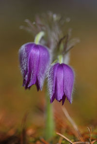 Close-up of purple blooming flowers