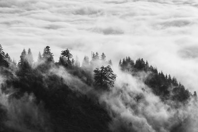 Panoramic shot of trees against sky