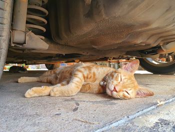 Cat sleeping in a car