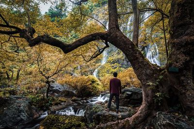 Rear view of man sitting on seat in forest