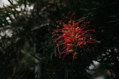 Close-up of red flowering plant