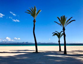 Palm trees on beach against blue sky