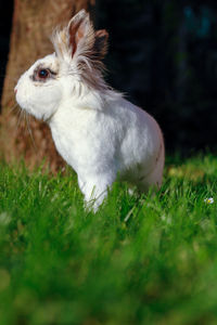 Close-up of an animal on grass