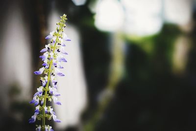 Close-up of lavender blooming outdoors