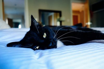 Close-up of cat relaxing on bed at home