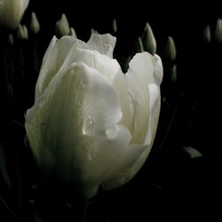 Close-up of white rose