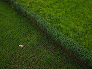 High angle view of corn field