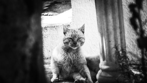 Portrait of kitten sitting against wall