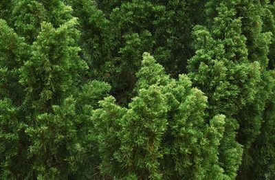 Full frame shot of bamboo trees