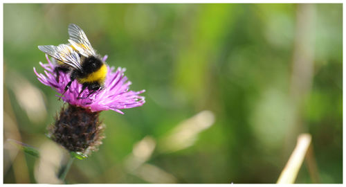 Close-up of bee on flower