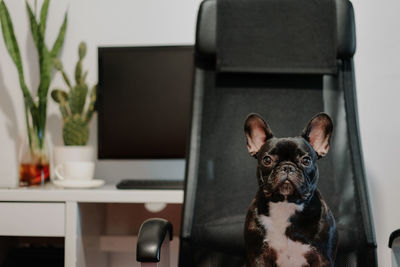 Portrait of a dog at home