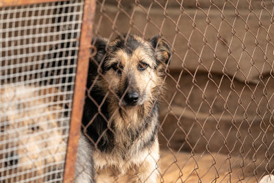 Portrait of dog against chainlink fence