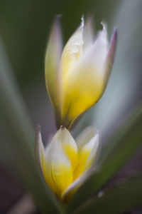 Close-up of yellow flower