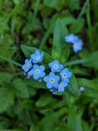 Close-up of blue flowering plant