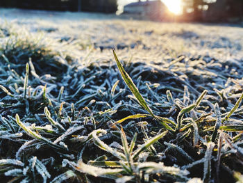 Close-up of frozen plants on field