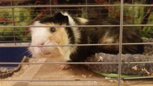 Close-up of cat in cage