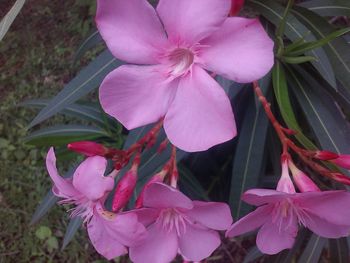 Close-up of pink flowers blooming outdoors