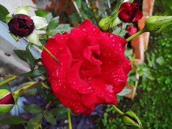 Close-up of wet red rose