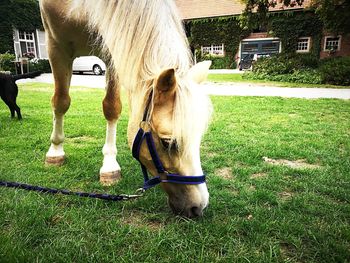 Horse grazing on field