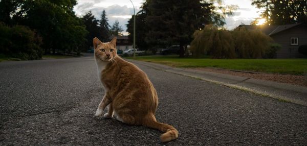 Portrait of a cat sitting on road