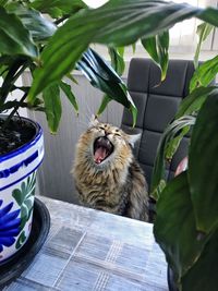 Portrait of cat sitting in a potted plant