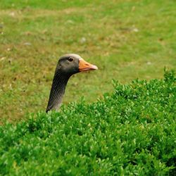 Close-up of bird on field