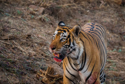 Tiger in a field