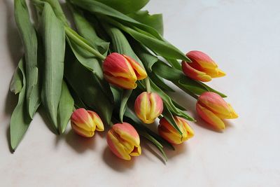 High angle view of red tulip flowers