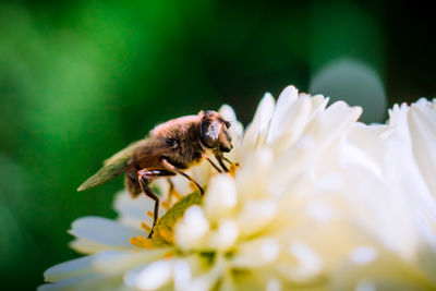 Close-up of honey bee on flower