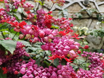 Close-up of pink flowering plants