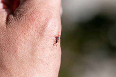 Close-up of insect on hand