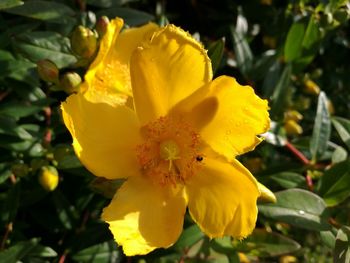 Close-up of yellow flower