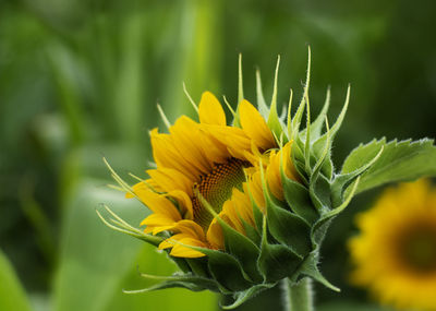 Close-up of sunflower