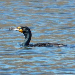 Black swan swimming in lake