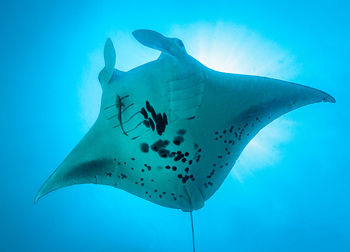 rays and skates